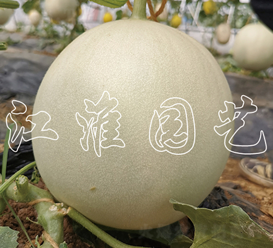 ���G��2̖-��ϷN��-�����@ˇ