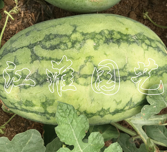 ׿Խ6̖-���ϷN��-�����@ˇ