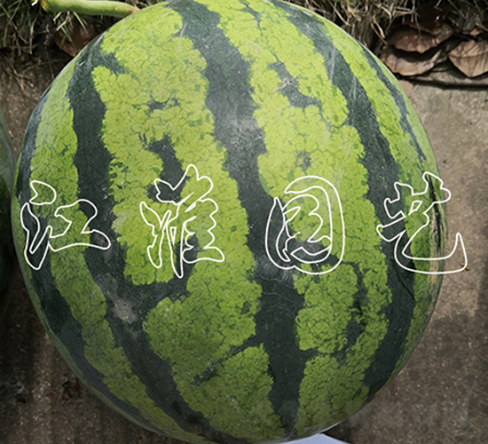 ����2̖(h��o)-���ϷN��-�����@ˇ