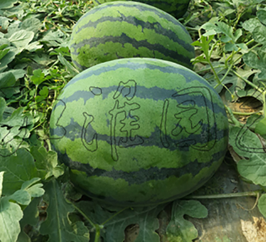 �\�C����-���ϷN��-�����@ˇ