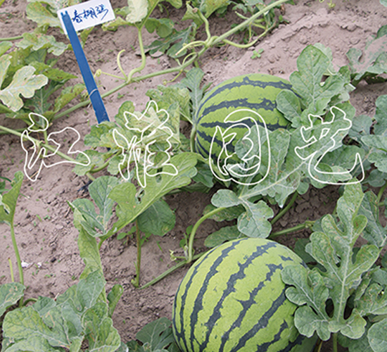 春棚3號-西瓜種子-江淮園藝