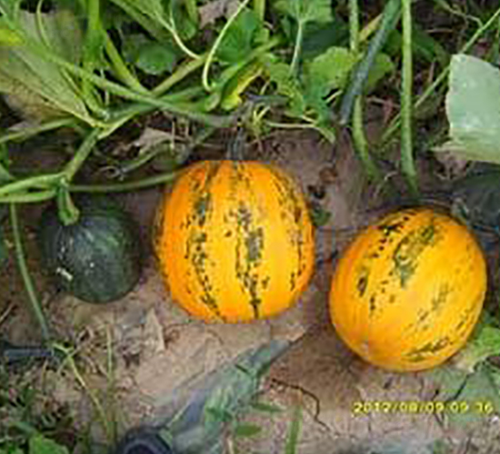 金墨玉-無殼南瓜種子-金鵬種業(yè)