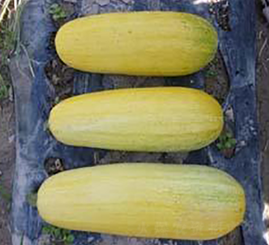 �S��699F1-���������J�N��-���i�N�I(y��)