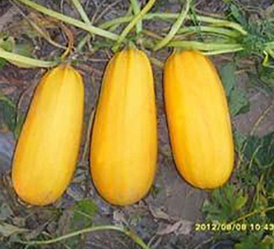 �S��P-08F1-���������J�N��-���i�N�I(y��)