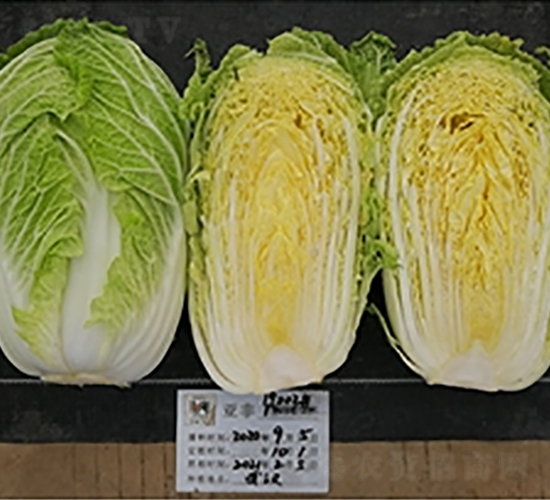 亞非19002-白菜種子-亞非