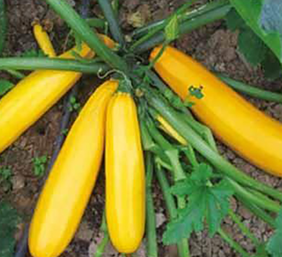 ��l-���������J�N��-���i�N�I(y��)