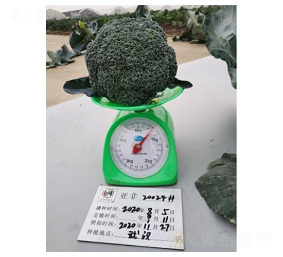 西蘭花20024-西蘭花種子-亞非