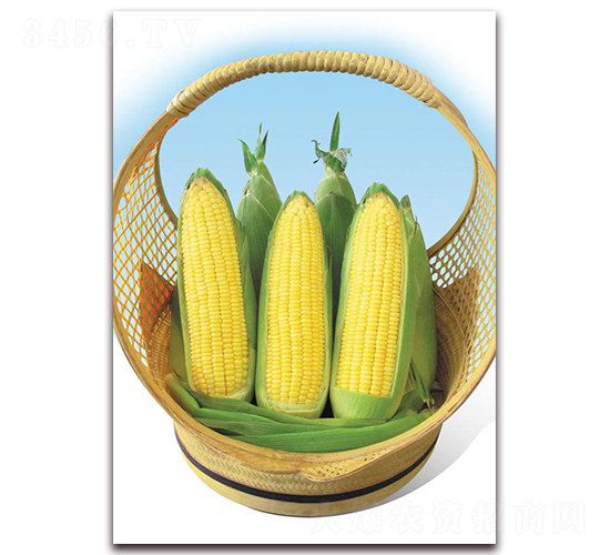 ������̖-�rʳ���׷N��-�|������