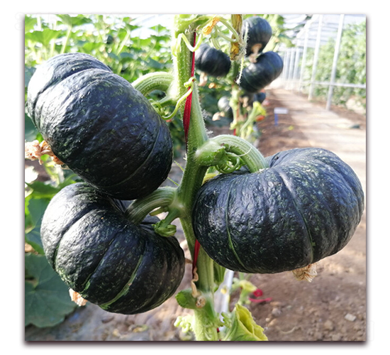 正奇貝貝-南瓜種子-東方正大