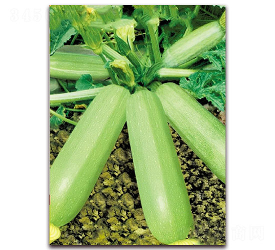 ���ȾG��̖(h��o)-�����J�N��-�|������