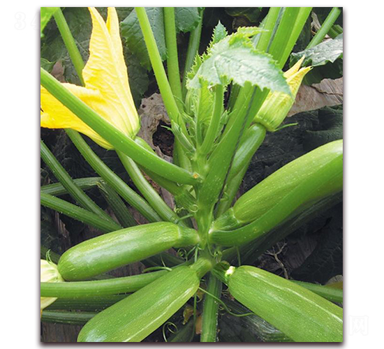 ��퍶�̖(h��o)-�����J�N��-�|������