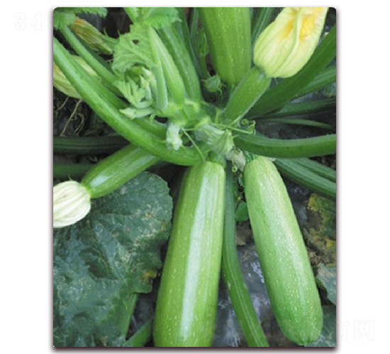 ���һ̖(h��o)-�����J�N��-�|������