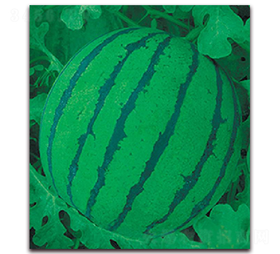 ���{-���ϷN��-�|������