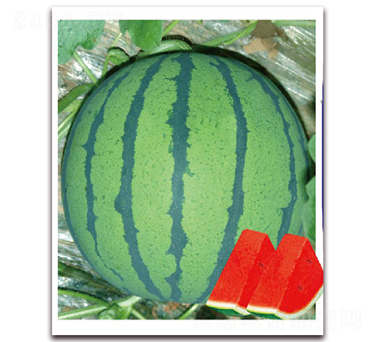 ��ϲ��̖-���ϷN��-�|������