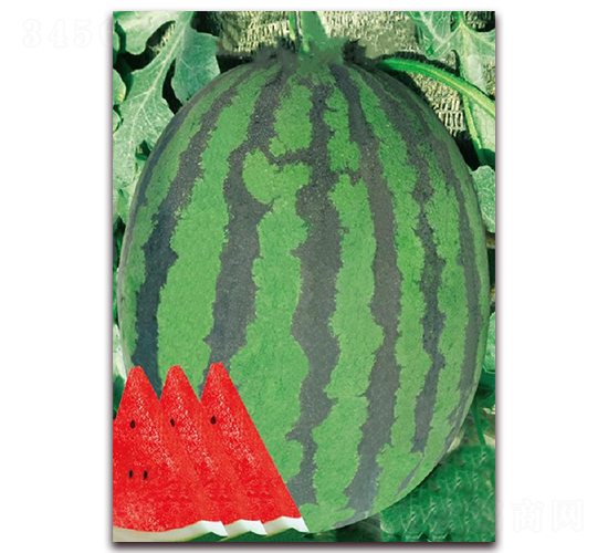 ���󌚠�-���ϷN��-�|������