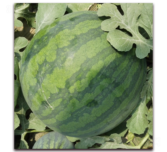 ����¡-���ϷN��-�|������