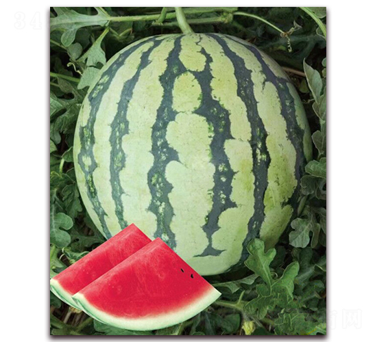 �Ī{һ̖-���ϷN��-�|������