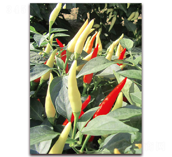 ������̖-�����N��-�|������