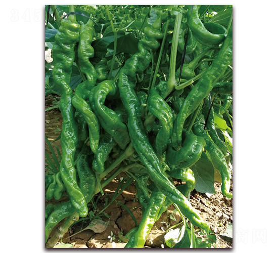 ����806-�����N��-�|������