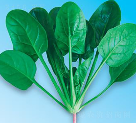 �G��(y��u)��7̖(h��o)-���˷N��-΢�ȷN�I(y��)