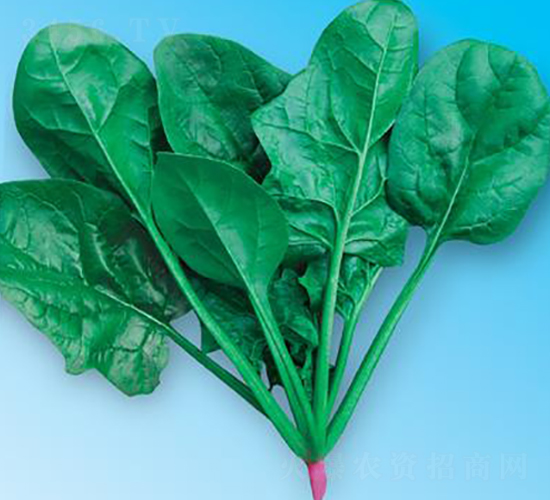 �G��(y��u)��5̖(h��o)-���˷N��-΢�ȷN�I(y��)