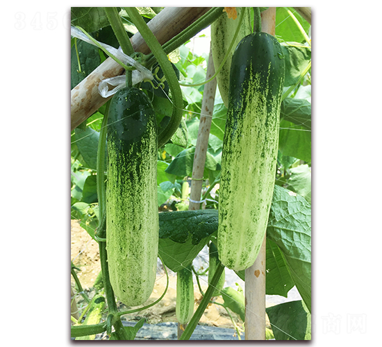 雅美佳一號(hào)-黃瓜種子-正大種子