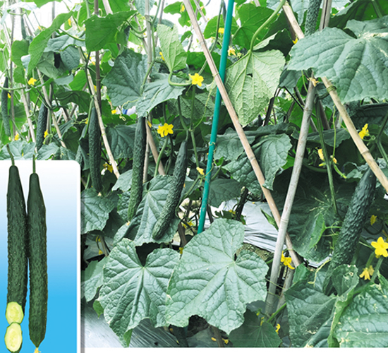 曼谷翠266-黃瓜種子-正大種子