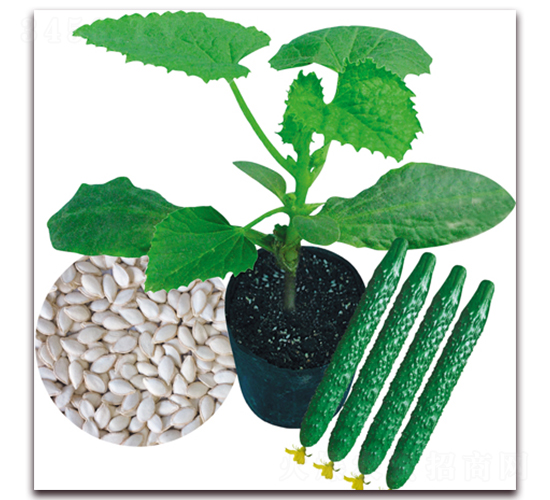 正大金砧-黃瓜種子-正大種子