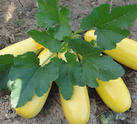 ���16̖-�����J�N��-����r�I(y��)