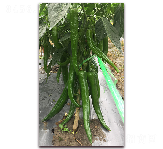 ̩�S218-�����N��-����N��