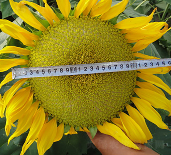 HD5038-���տ��N��-����r(n��ng)�I(y��)