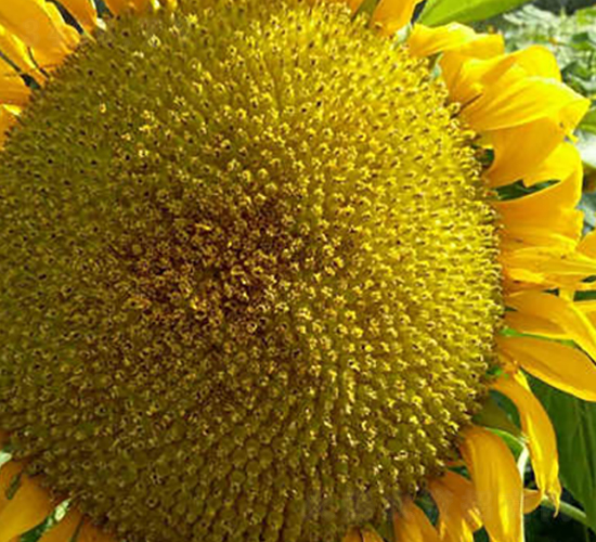 HC8606-���տ��N��-����r(n��ng)�I(y��)