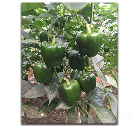 ��̩��̖-�����N��-����N��