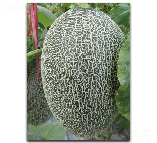 �¼t��17̖-���ܹϷN��-�����N��