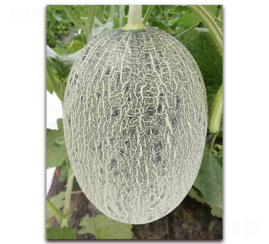 ������7̖-���ܹϷN��-�����N��