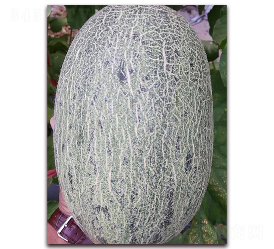 �໨��-���ܹϷN��-�����N��