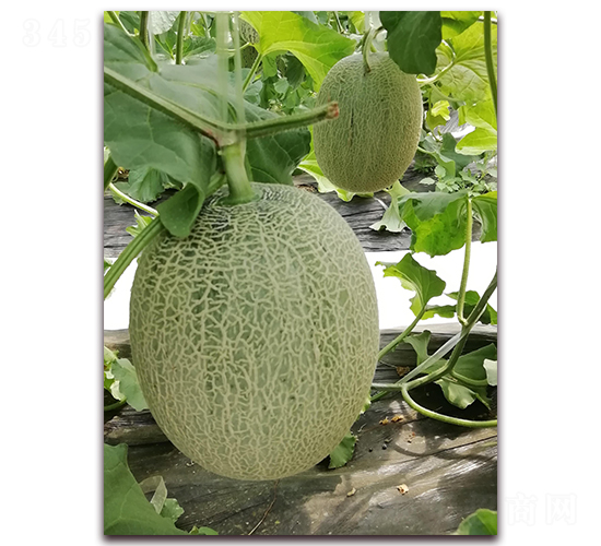 �ƾW(w��ng)����̖-���ܹϷN��-�����N��