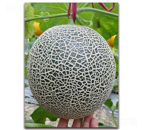 �ƾW(w��ng)���̖-���ܹϷN��-�����N��