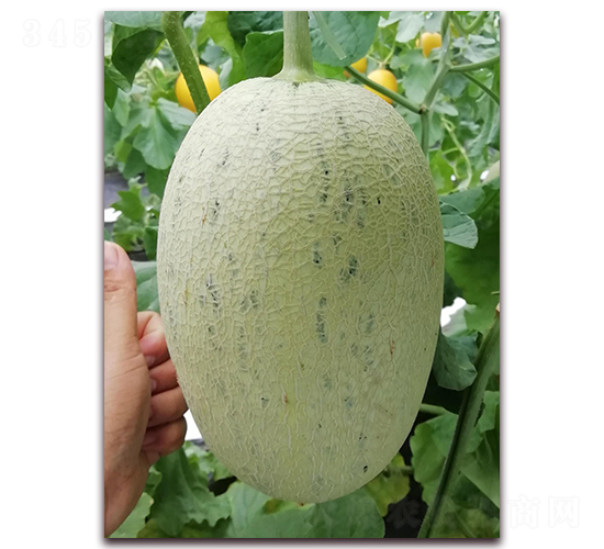 �׼�����-���ܹϷN��-�����N��