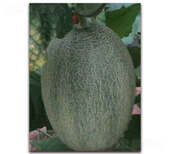 �ƾW(w��ng)���ʮ��̖(h��o)-���ܹϷN��-�����N��