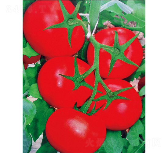 威麗十號-番茄種子-威爾