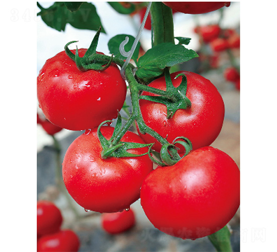 威麗七號-番茄種子-威爾