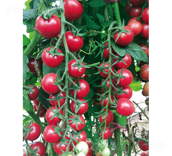 �����̖(h��o)-���ѷN��-����