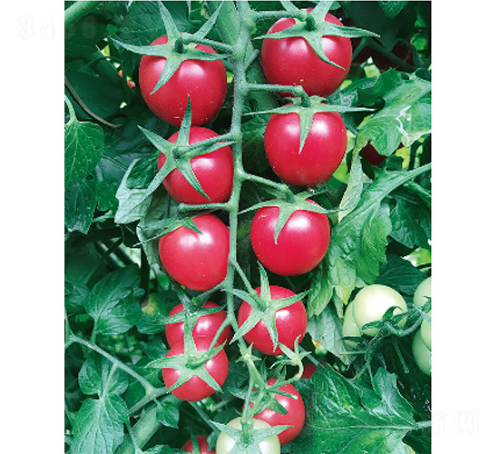 甜櫻二號(hào)-番茄種子-威爾