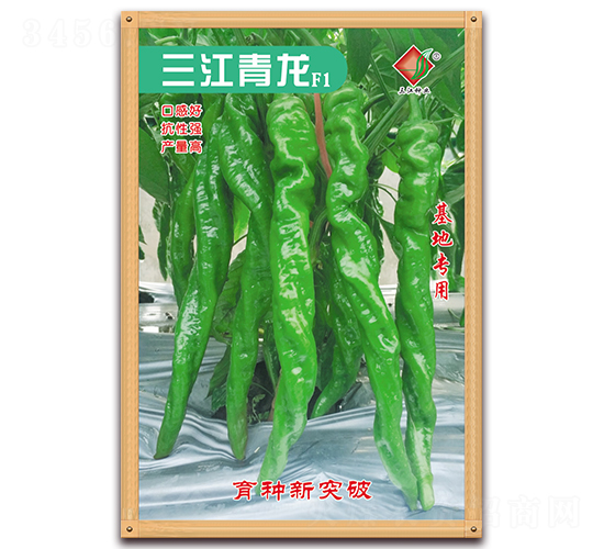 三江青龍F(tuán)1-辣椒種子-三江種業(yè)