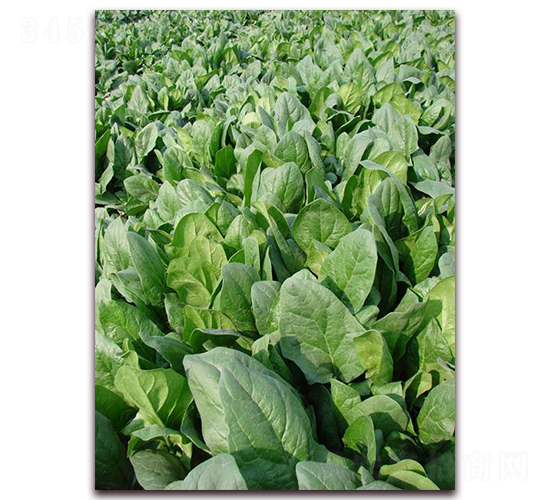 Ī����-��˷N��-�����