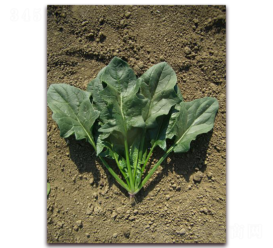 ϣ��163-���˷N��-�����