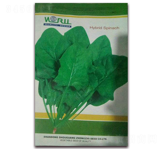希望163菠菜-菠菜種子-艾尼德