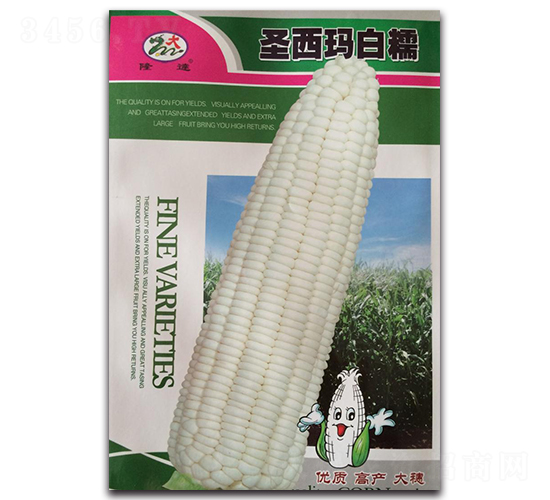 圣西瑪白糯-糯玉米種子-隆達(dá)