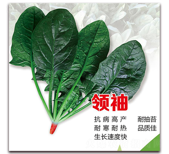 領袖菠菜-菠菜種子-隆達